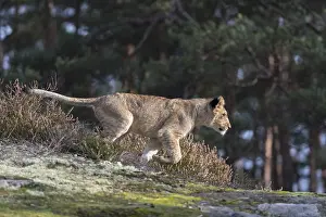 One female young lion (Panthera leo) running at a forest edge