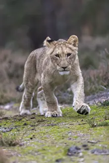 One female young lion (Panthera leo) running at a forest edge