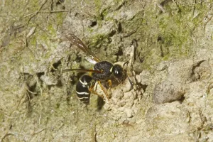 Fen Mason Wasp (Odynerus simillimus) adult