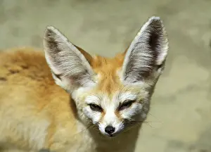 Fennec or desert fox, fennecus zerda