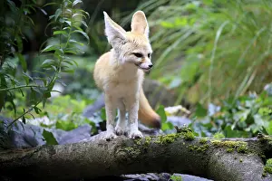 Fennec, fennec fox (Vulpes zerda)