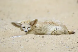 Fennec fox (Vulpes zerda) lying in the sand