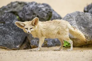 Framed Print : Fennec fox (Vulpes zerda) standing in the sand