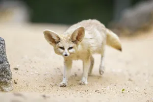 Fennec fox (Vulpes zerda) walking in the sand