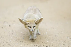 Framed Print : Fennec fox (Vulpes zerda) walking in the sand Framed Print : Fennec fox (Vulpes zerda) walking in the sand