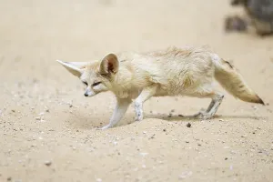 Fennec fox (Vulpes zerda) walking in the sand