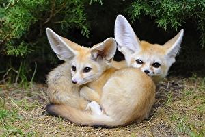 Fennec foxes (Vulpes zerda), two young animals