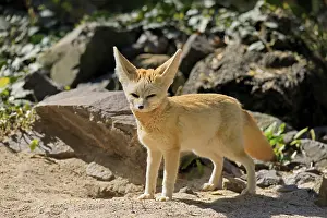 Fennek, fennec fox (Vulpes zerda)