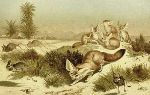 Fennek or fennec fox (Vulpes zerda) is a species of fox from the genus Vulpes