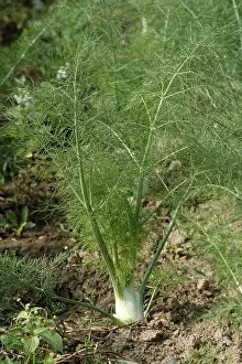 Fennel (Foeniculum vulgare), Fennel