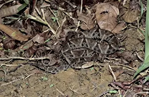Fer de Lance (Bothrops asper)