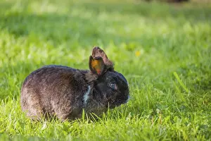 One feral domestic rabbit (Oryctolagus cuniculus domesticus) sits on a meadow and eats grass