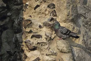 Feral Pigeon (Columba livia) adult