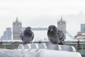 Feral pigeon (Columba livia domestica) two adult birds on the Millenium bridge with Tower bridge in the background