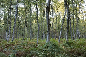Fern in birch forest, nature reserve Beversee