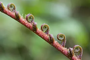 Fern frond unfurling, Tandayapa region