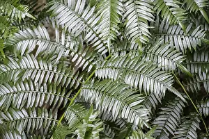 Fern leaf, dense forest, Graskop Gorge or Graskopkloof