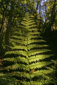 Fern leaf in the light, La Palma