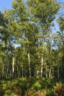 Ferns in the birch forest, nature reserve