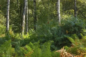 Ferns in the birch forest, nature reserve