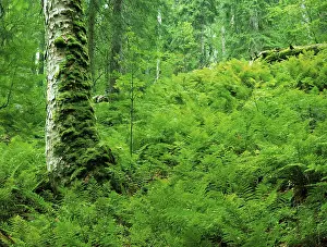 Ferns in the forest, Bavarian Forest National Park
