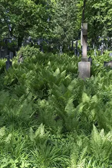 Ferns at Lutzenhofer Cemetery Lychakivskiy Cemetery