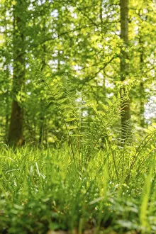 Ferns and sunlight penetrate dense forest in green light