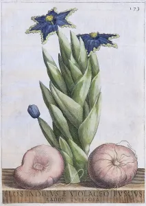 Ferraria crispa (Ferraria undulata)