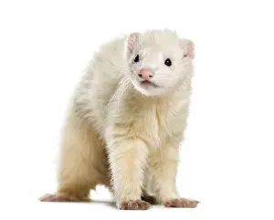 Ferret, 1 year old, in front of white background