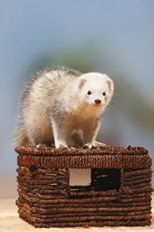 Ferret (Mustela putorius forma domestica)