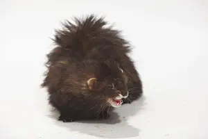 Ferret (Mustela putorius forma domestica)