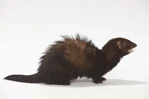 Ferret (Mustela putorius forma domestica), side