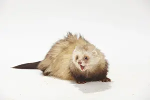 Ferret (Mustela putorius forma domestica)