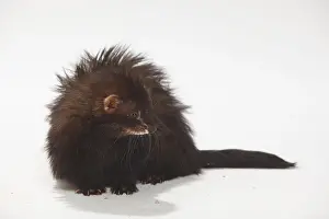Ferret (Mustela putorius forma domestica)