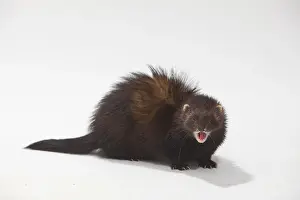 Ferret (Mustela putorius forma domestica)