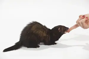 Ferret (Mustela putorius forma domestica) licks food off finger
