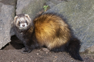 Ferret (Mustela putorius furo)