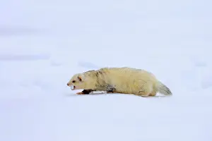 Ferret (Mustela putorius furo)