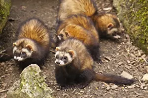 Ferret (Mustela putorius furo)