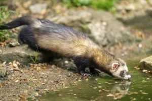 Framed Print : Ferret (Mustela putorius furo) on the edge of a little lake