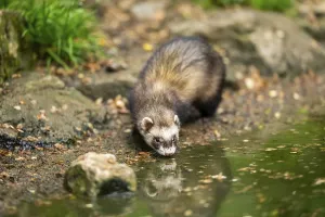 Ferret (Mustela putorius furo) on the edge of a little lake