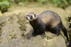 Ferret (Mustela putorius) stands on a rock
