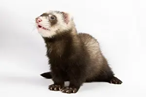 Ferret sitting and looking away in front of white background