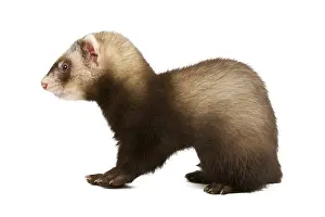 Ferret sitting and looking away in front of white background