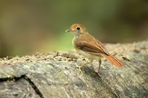 Ferruginous Babbler (Trichastoma bicolor)
