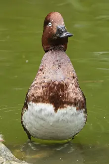 Ferruginous Duck (Aythya nyroca)