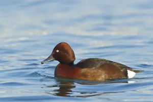 Ferruginous Duck, (Aythya nyroca)