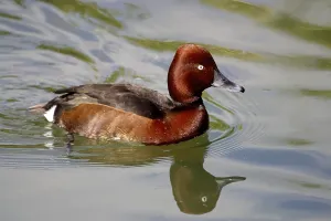 Ferruginous Duck (Aythya nyroca), male swimming