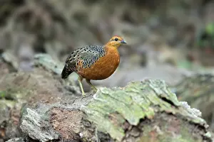 Ferruginous Partridge (Caloperdix oculeus oculeus) male perched on the ground