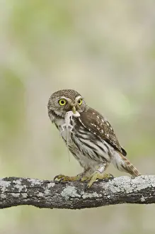Ferruginous Pygmy-Owl (Glaucidium brasilianum)